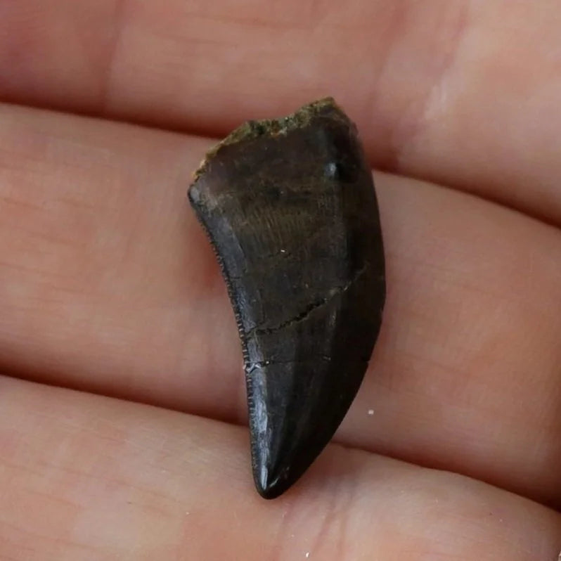 1 Left! Tyrannosaur Tooth Necklace - Bronze or Silver, back view